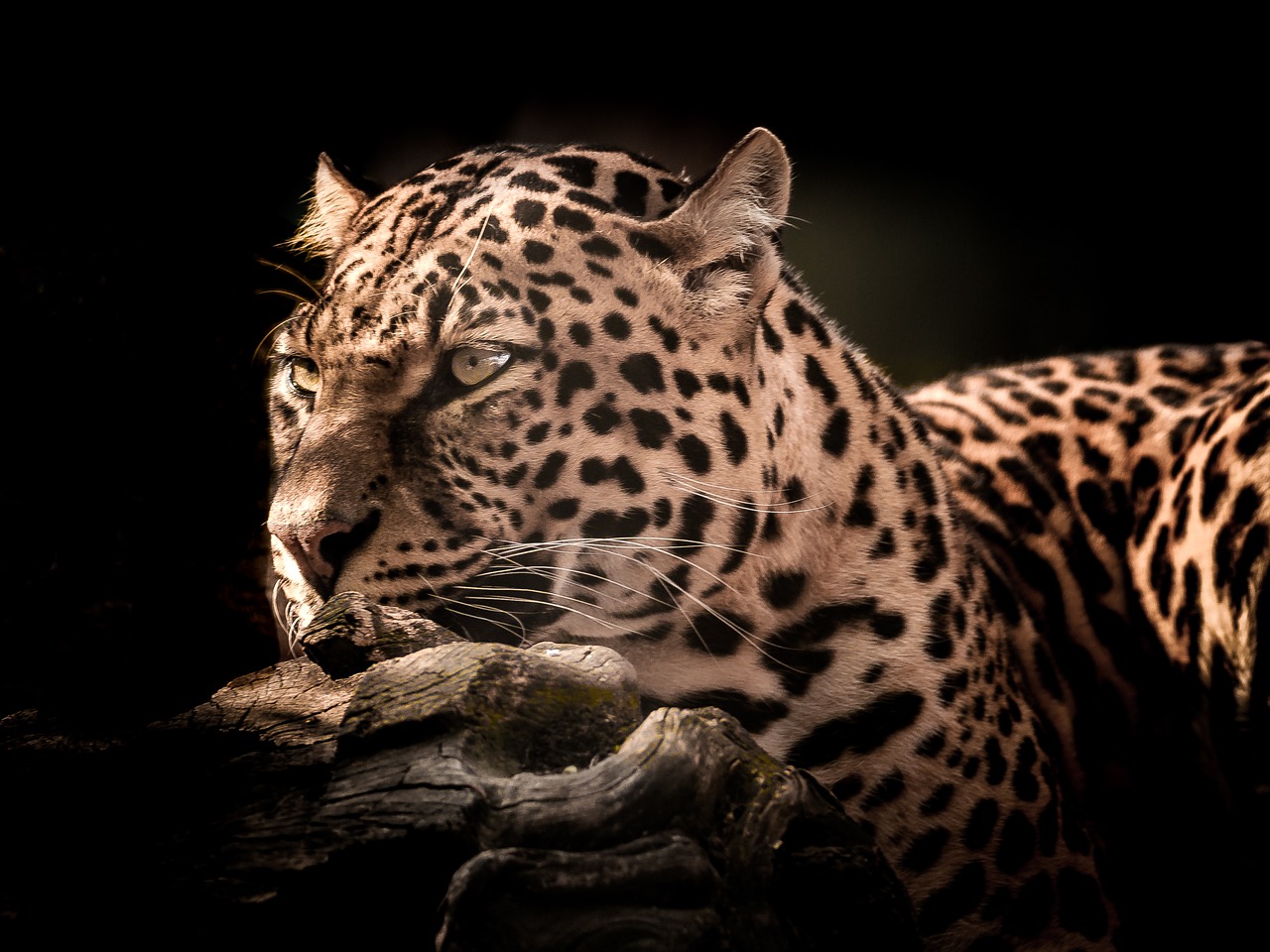 cat  wildlife  leopard free photo