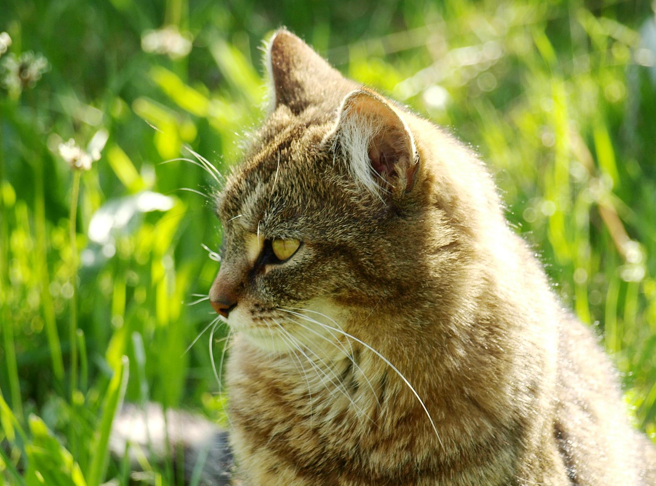 cat tiger cat pet free photo