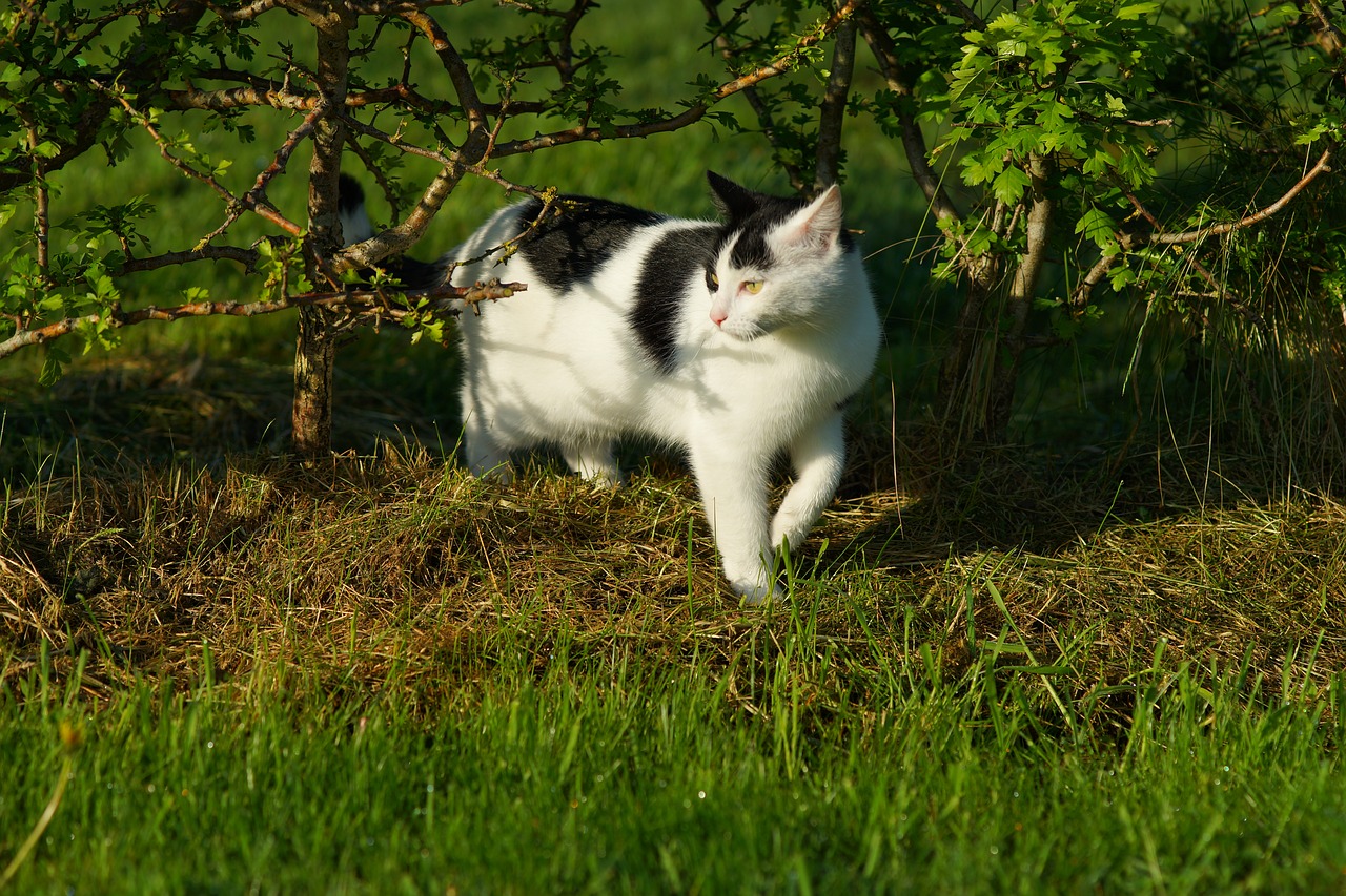 cat  female  attention free photo