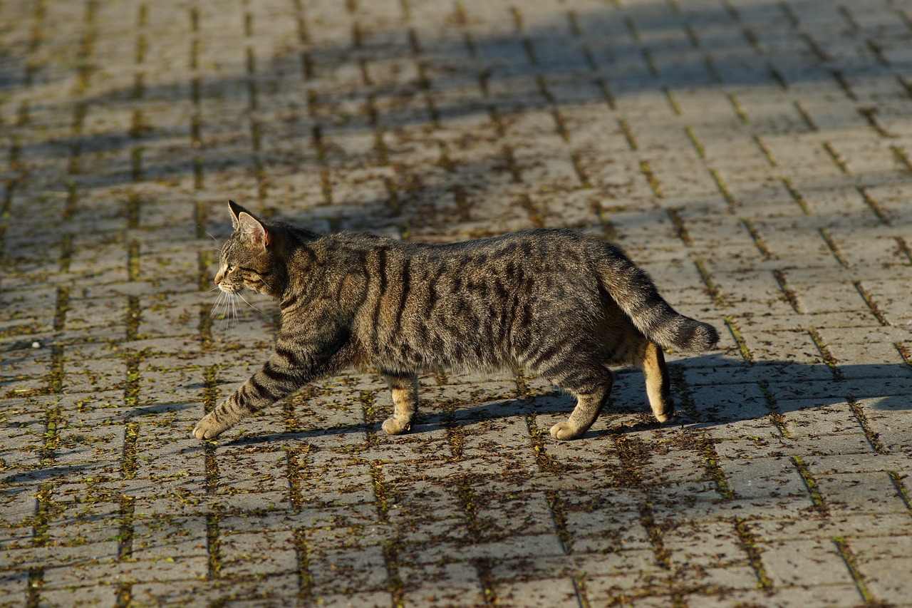 cat  female  lucky cat free photo