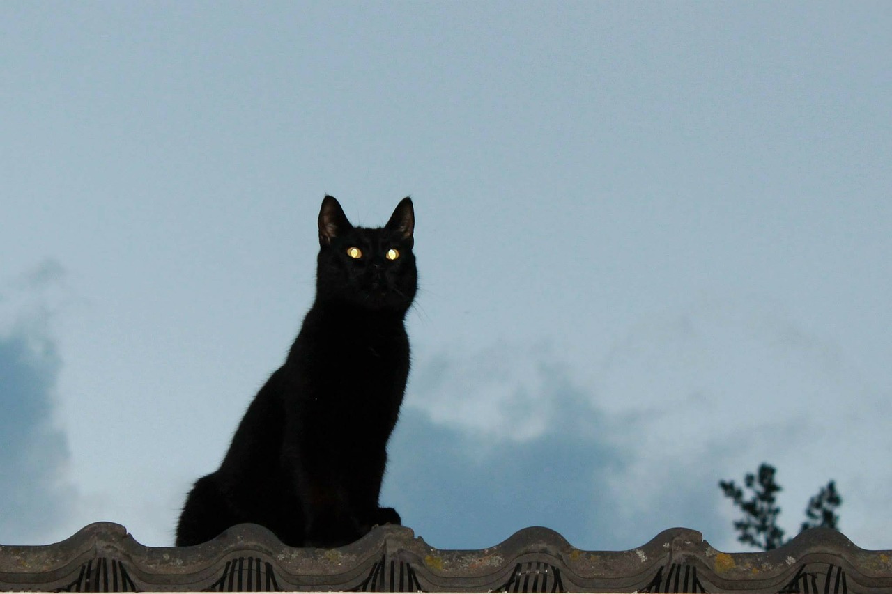 cat on the roof animal free photo