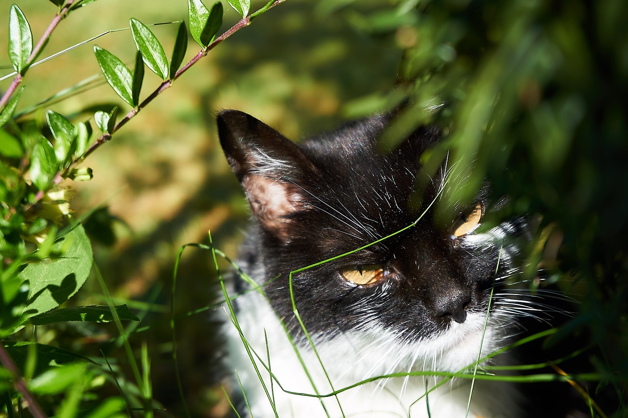 cat  curious  close up free photo