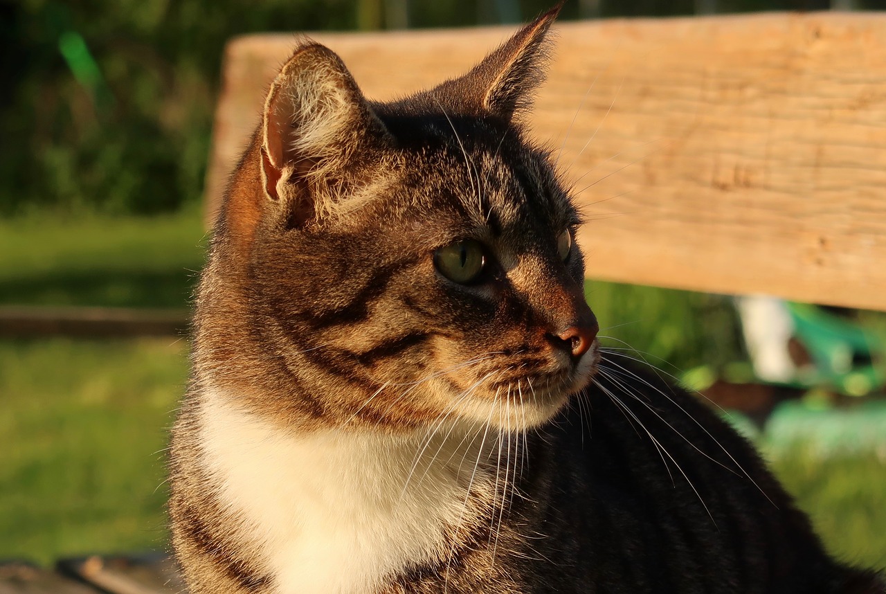 cat  garden  domestic cat free photo