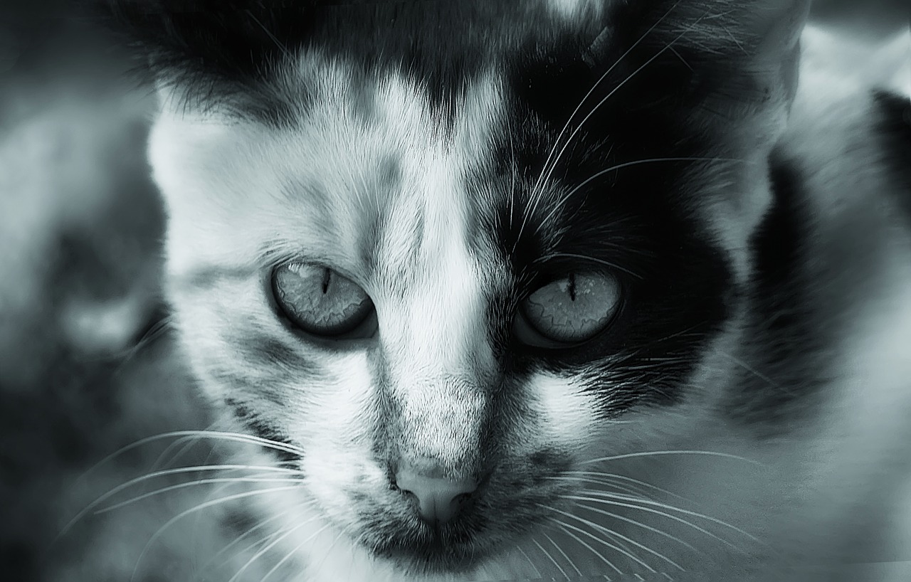 cat  animal  black and white free photo