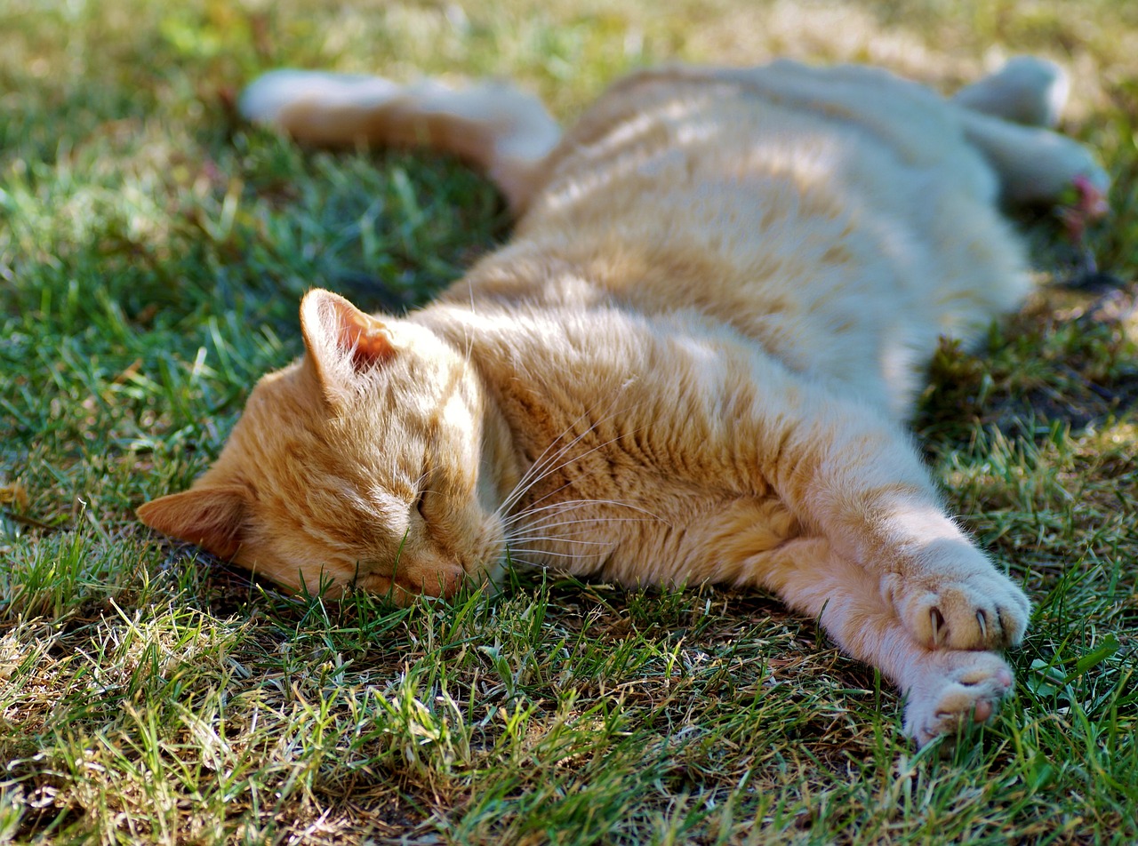 cat  tomcat  dormant free photo