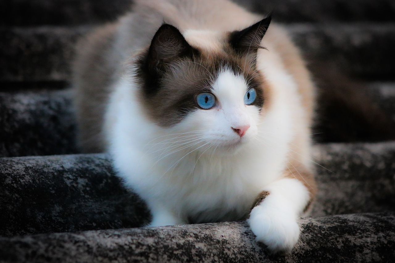 cat  look  blue eyes free photo