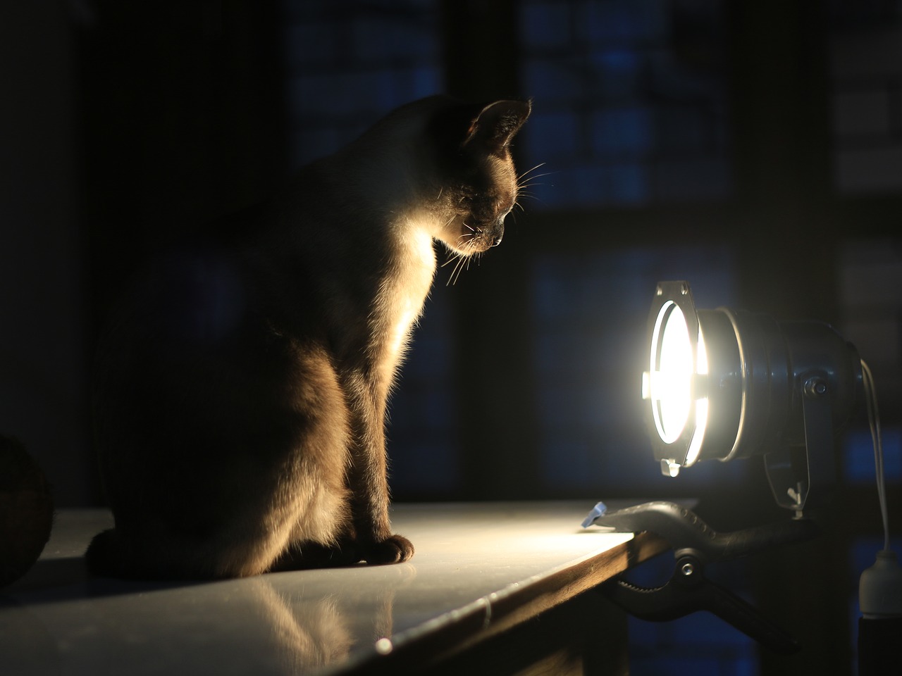 cat  concentration  light free photo