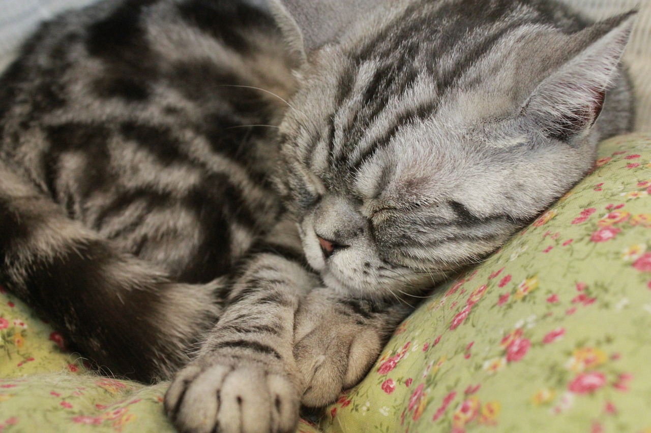 cat sleeping pet free photo