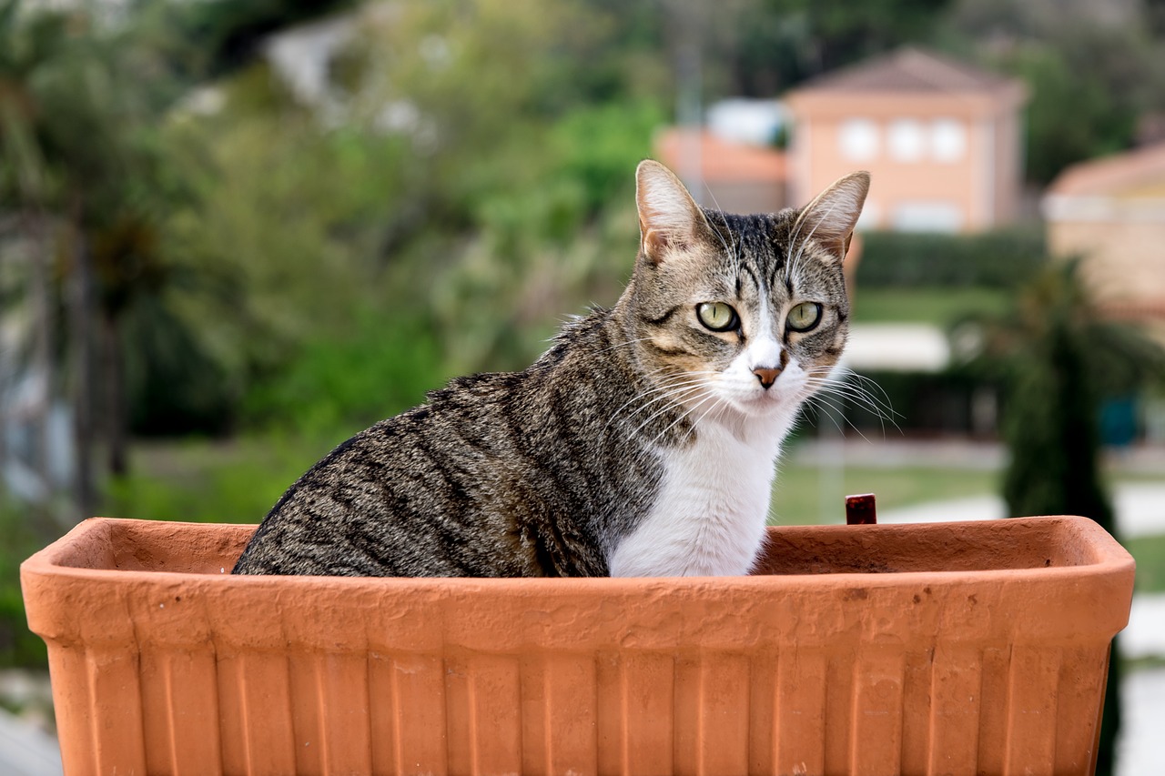 cat  flowerpot free pictures free photo
