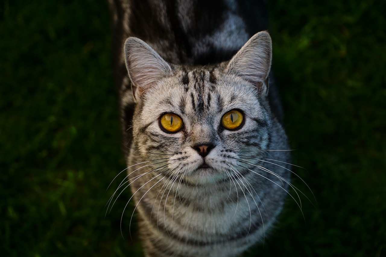 cat  british shorthair  domestic cat free photo