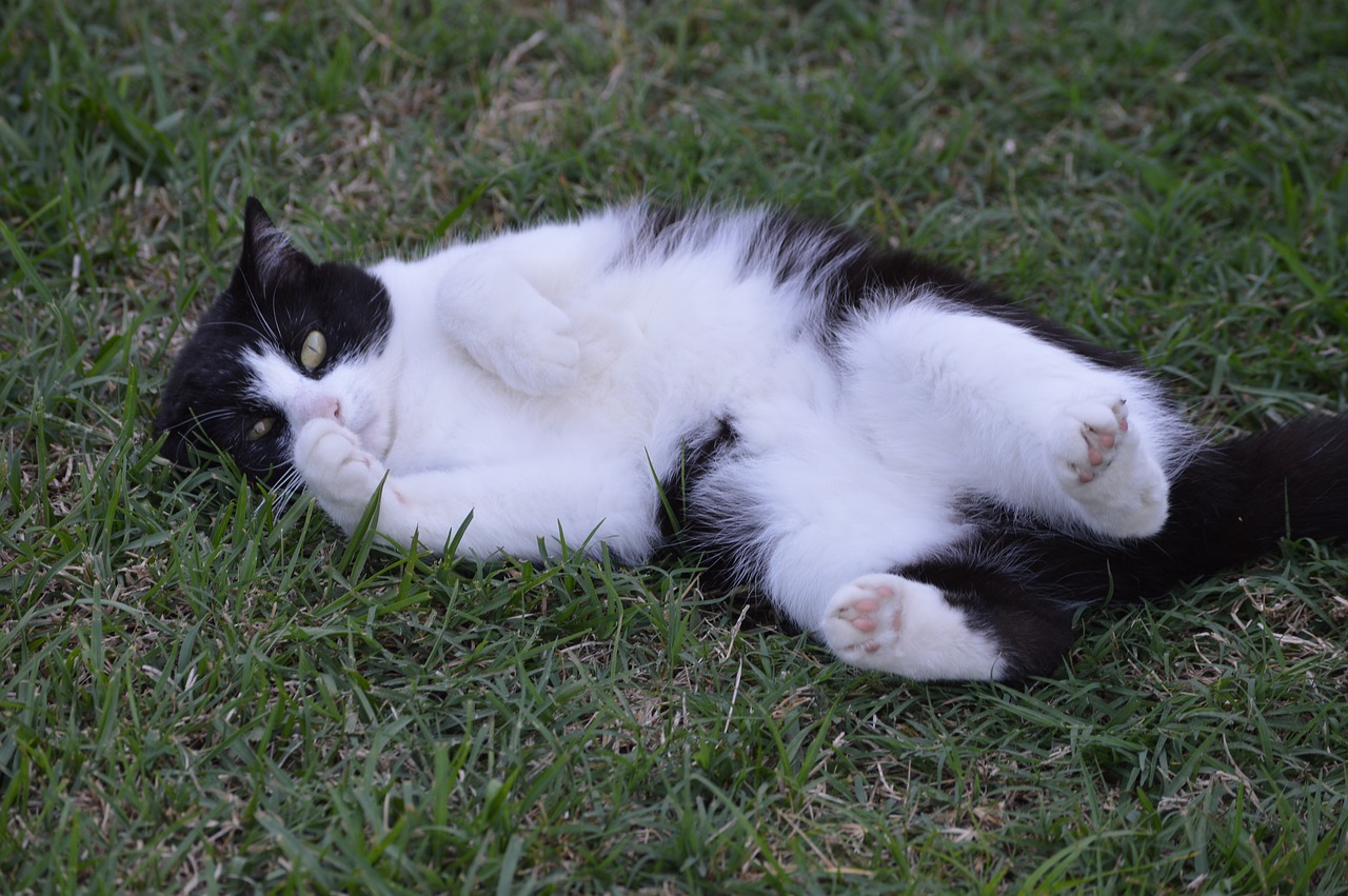 cat  outside  grass free photo