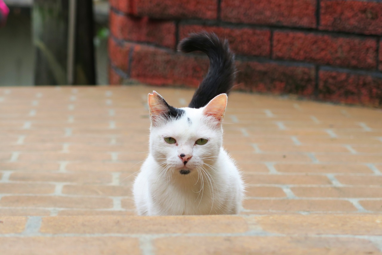 cat  animal  standing free photo