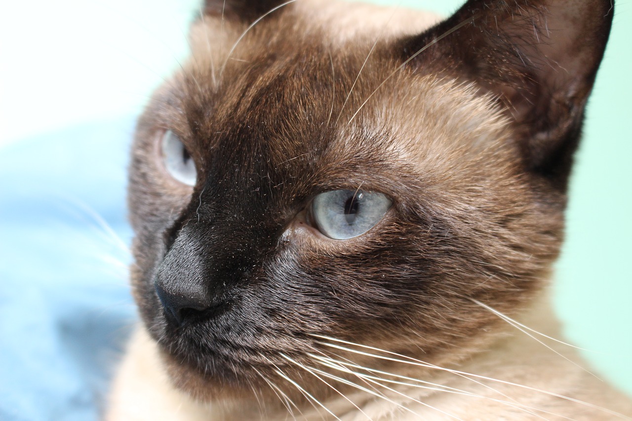 cat  siamese  blue eyes free photo