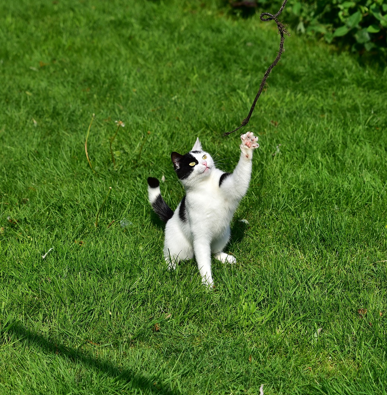 cat  play  young cat free photo