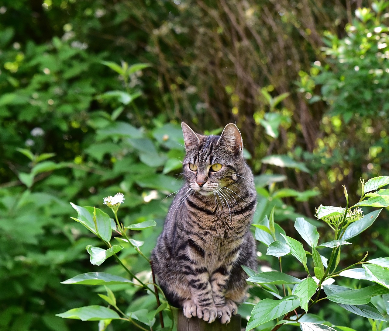 cat  sit  animal free photo