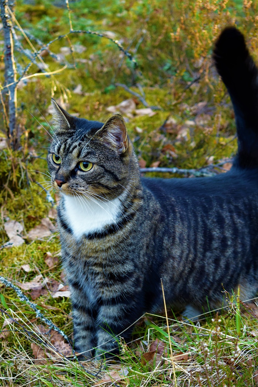 cat  forest  gray free photo