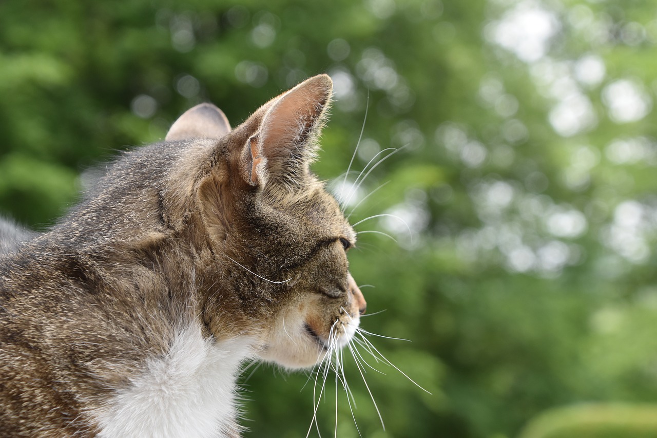 cat  domestic  feline free photo