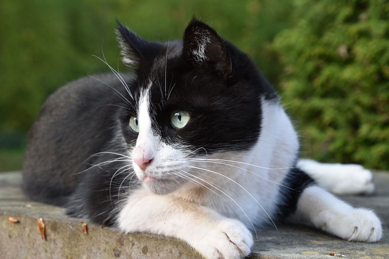 cat  domestic  black and white free photo