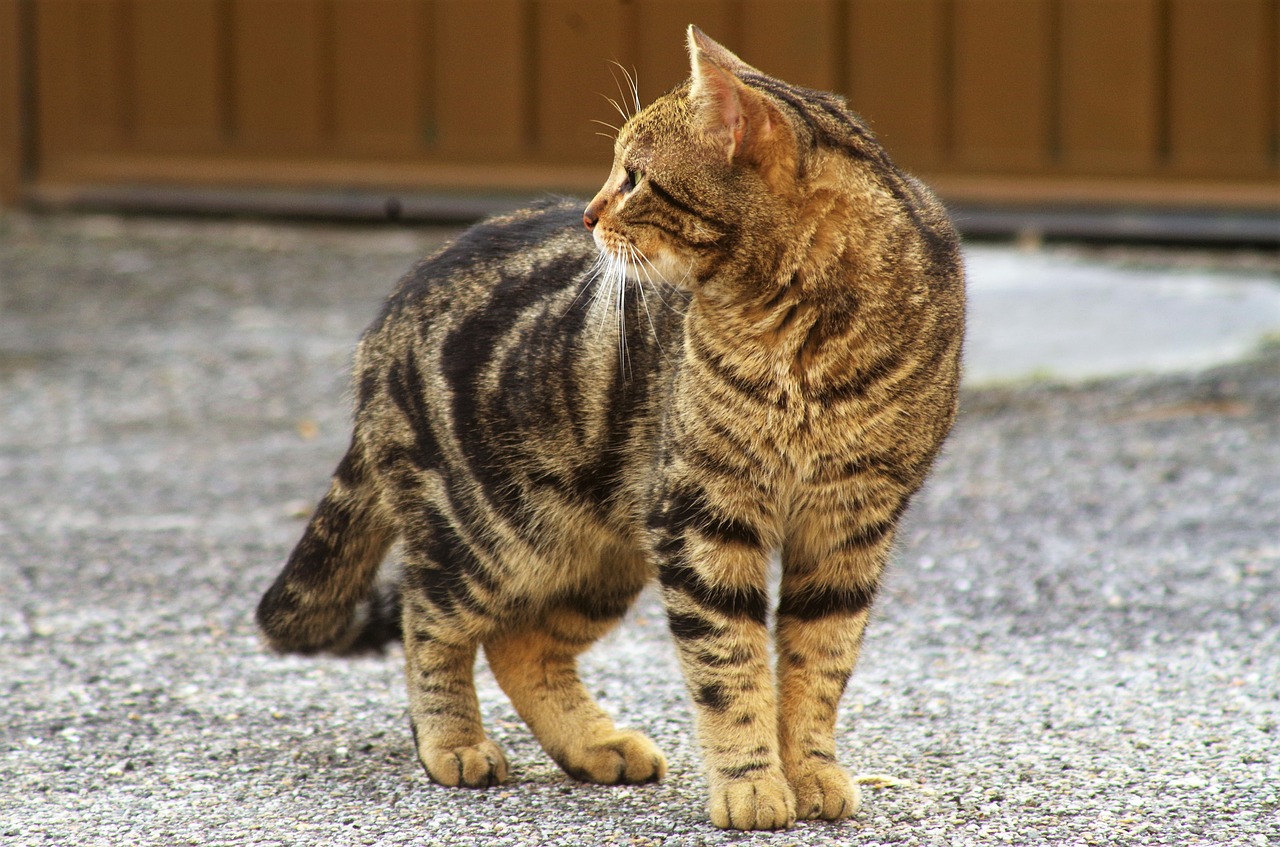 cat  stray cat  calico cat free photo