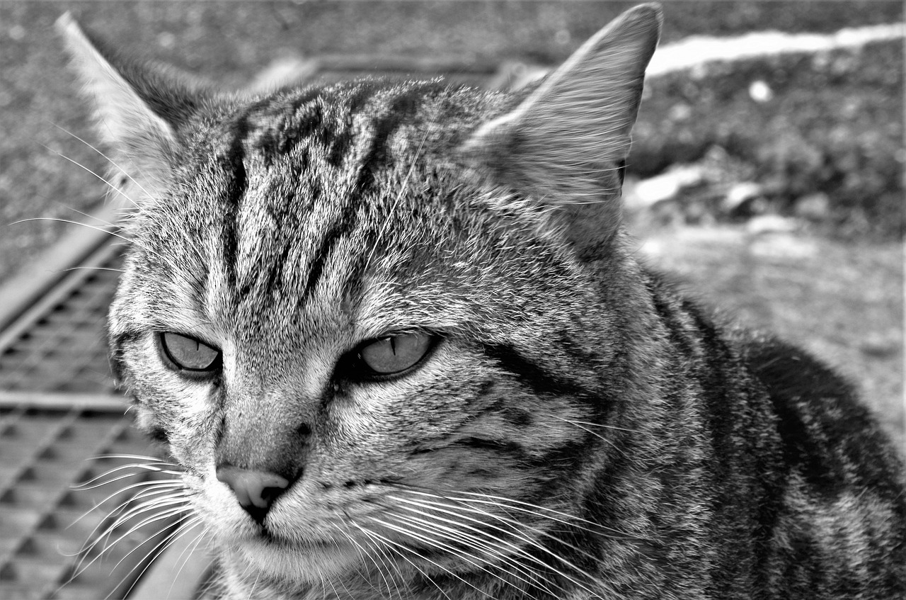 cat  stray cat  calico cat free photo