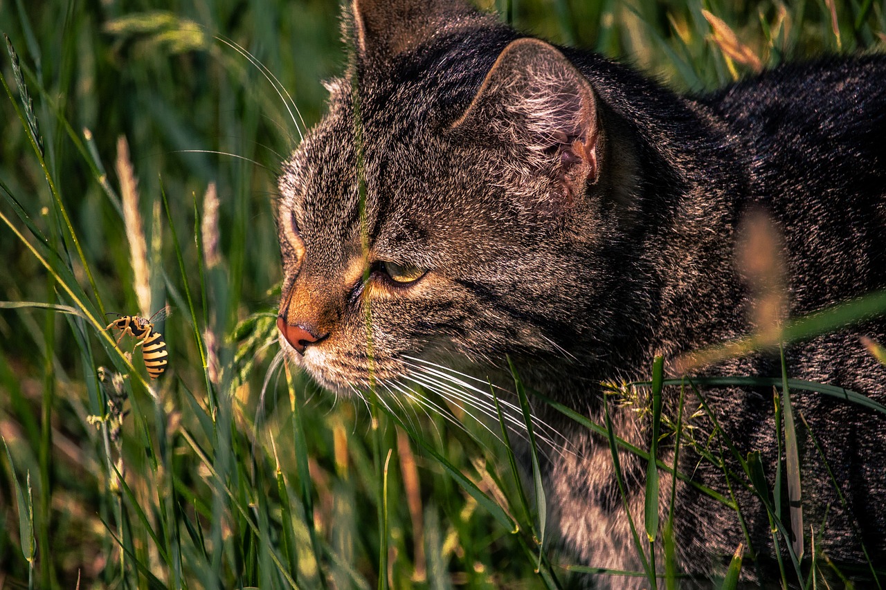 cat  meadow  wasp free photo