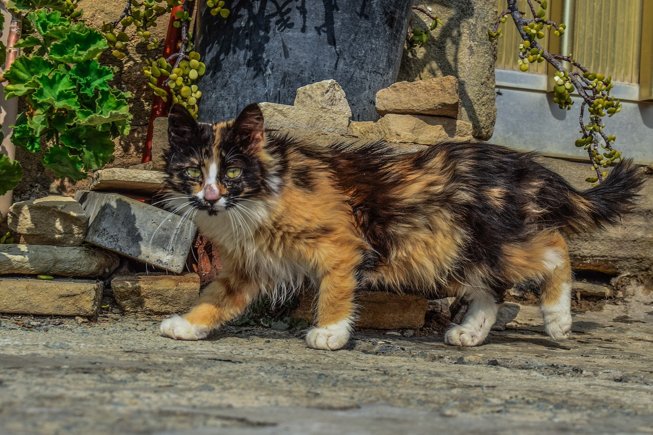 cat  stray  street free photo