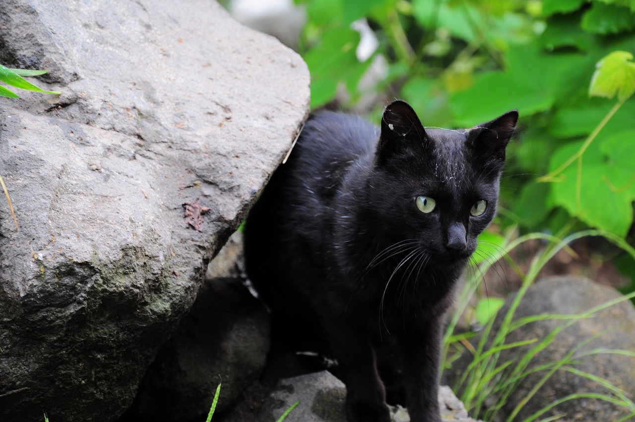 cat  cat pictures  black cat free photo