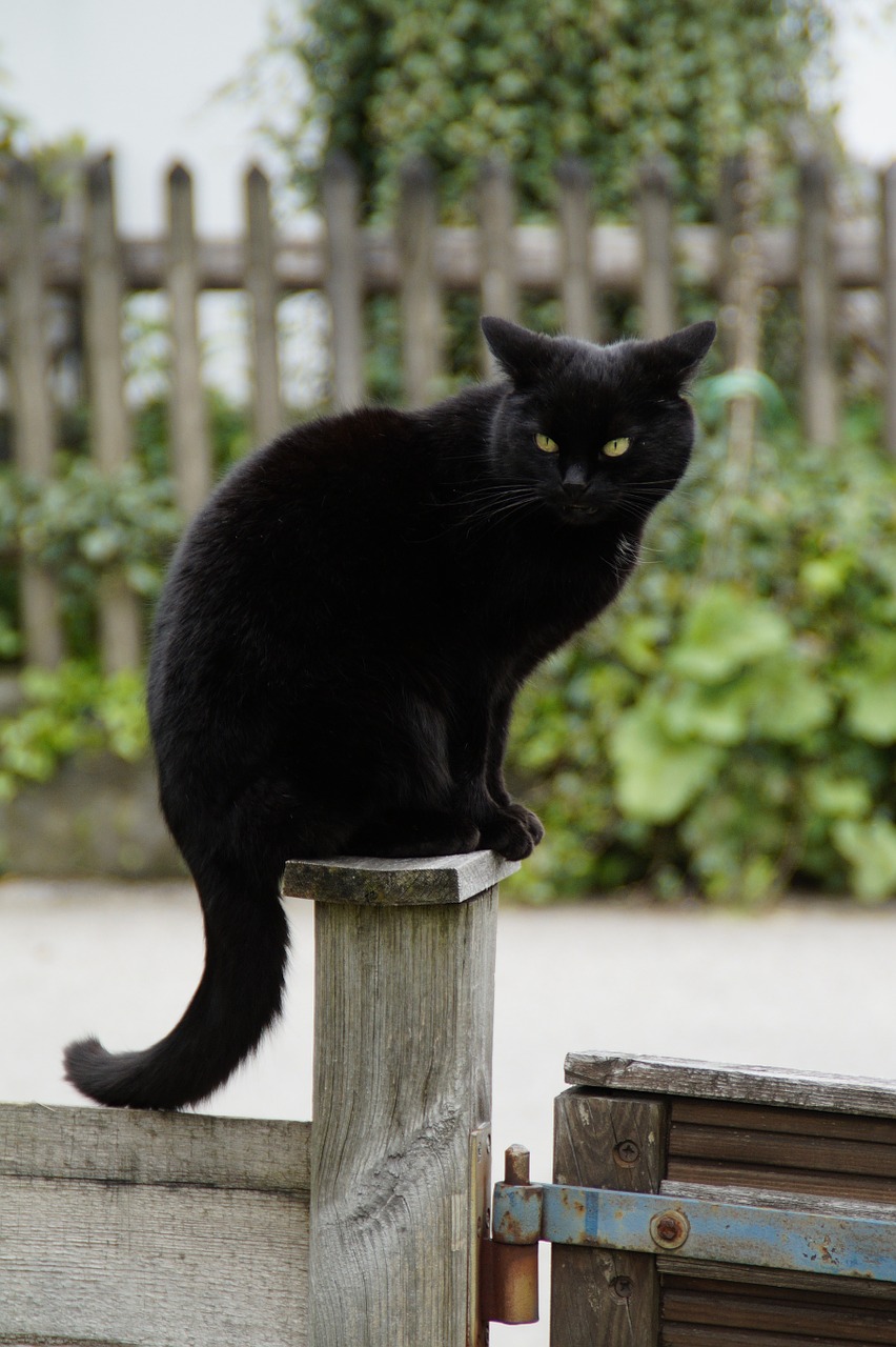 cat black black cat free photo