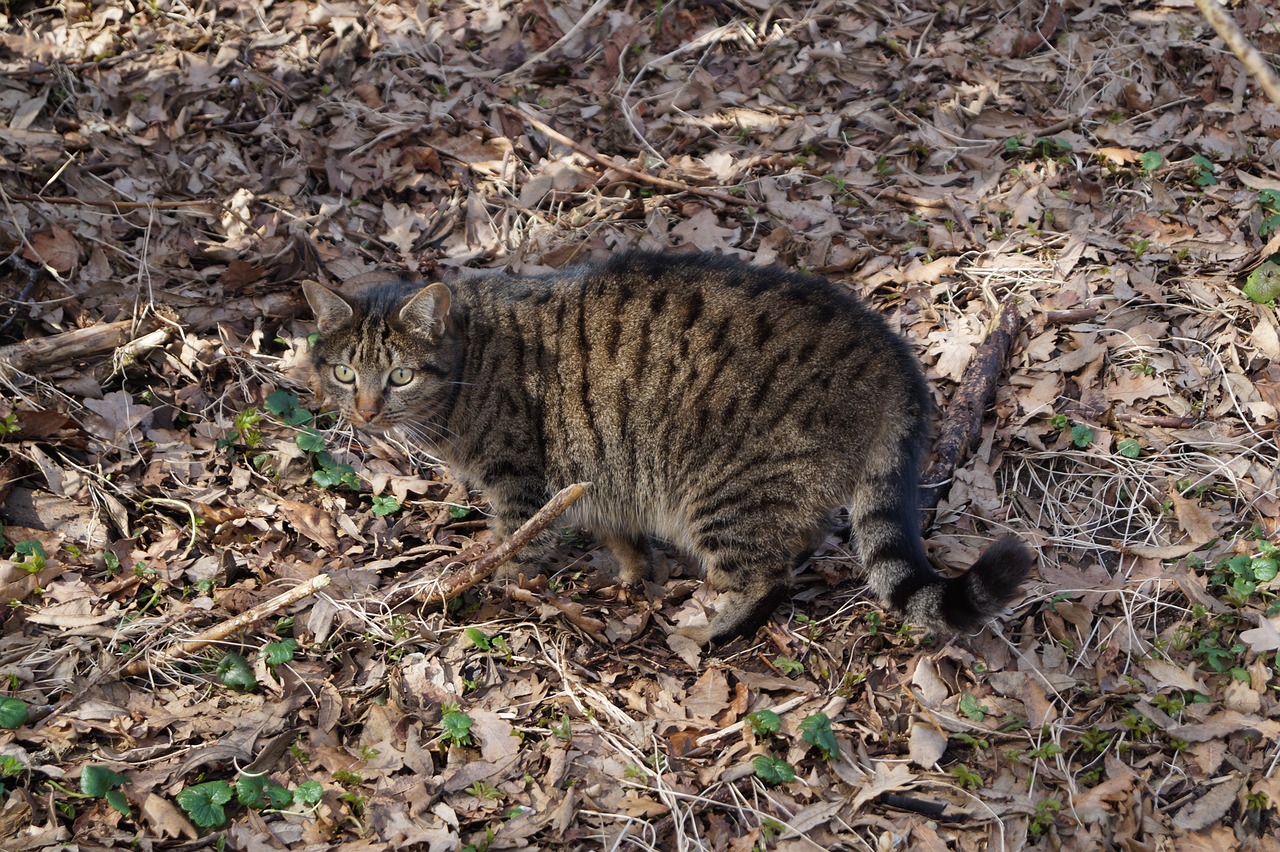 cat  leaves  disguised free photo