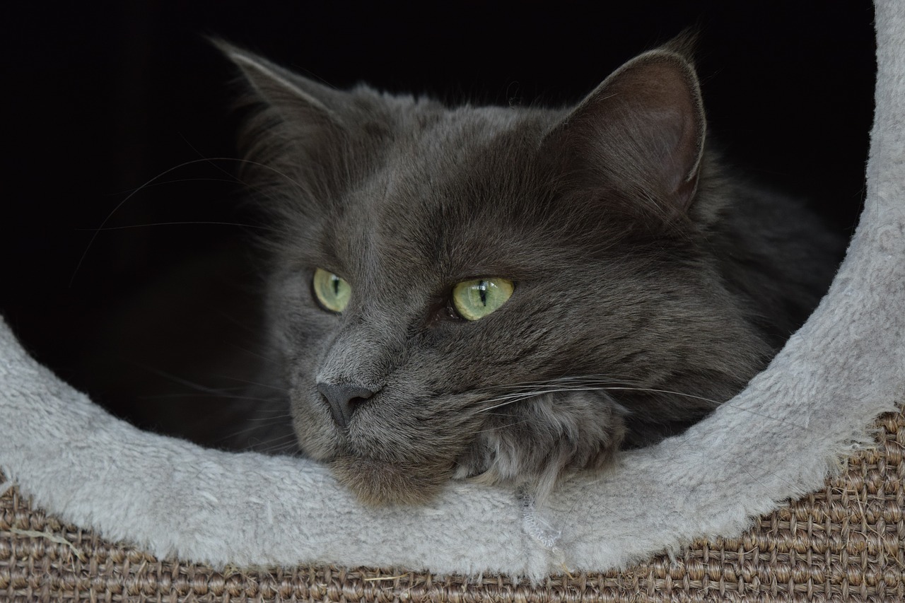 cat  maincoon  beauty free photo