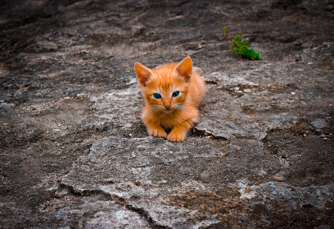 cat  feline  cute free photo