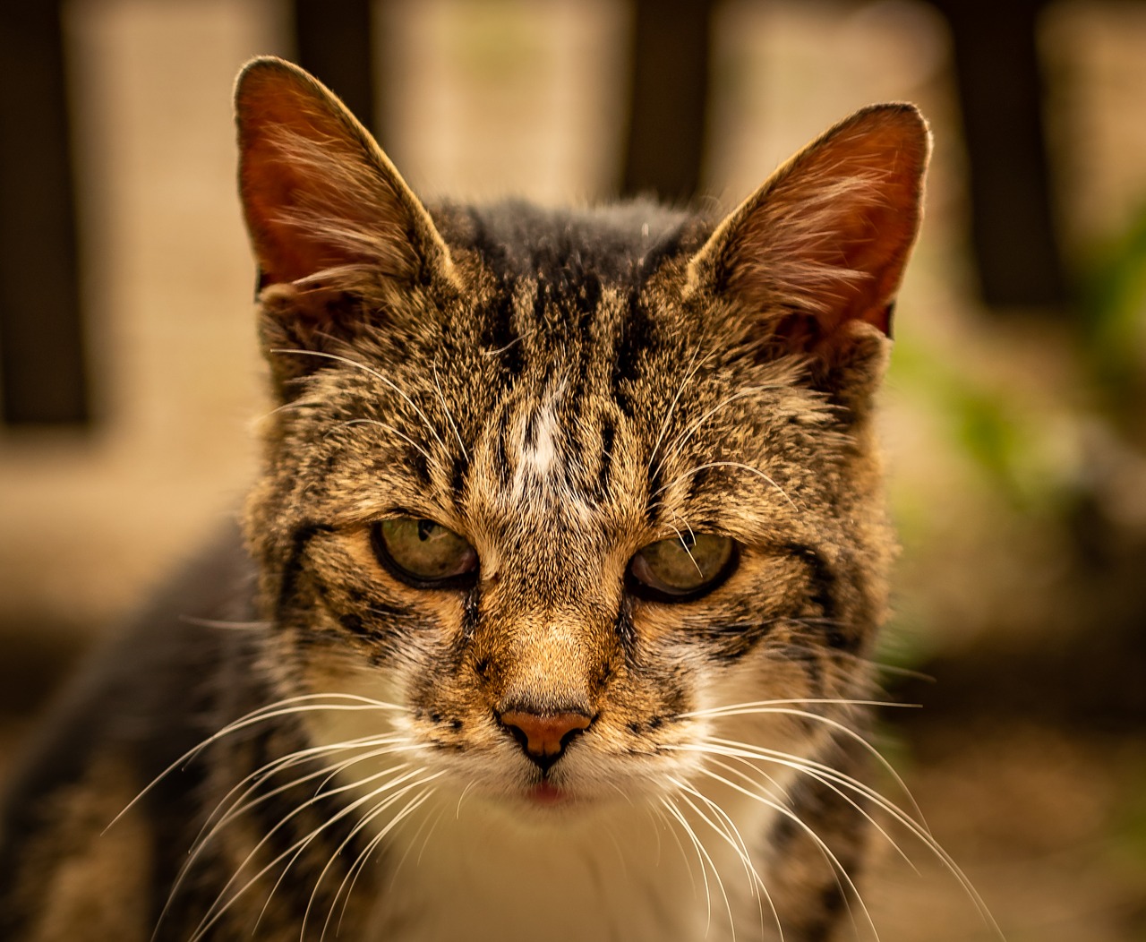 cat  animal  portrait free photo