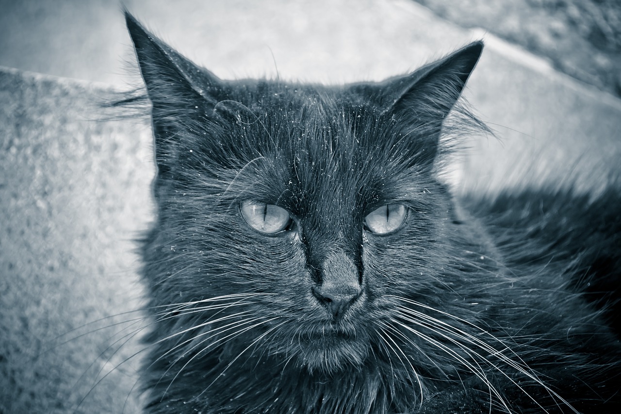 cat  pet  black free photo