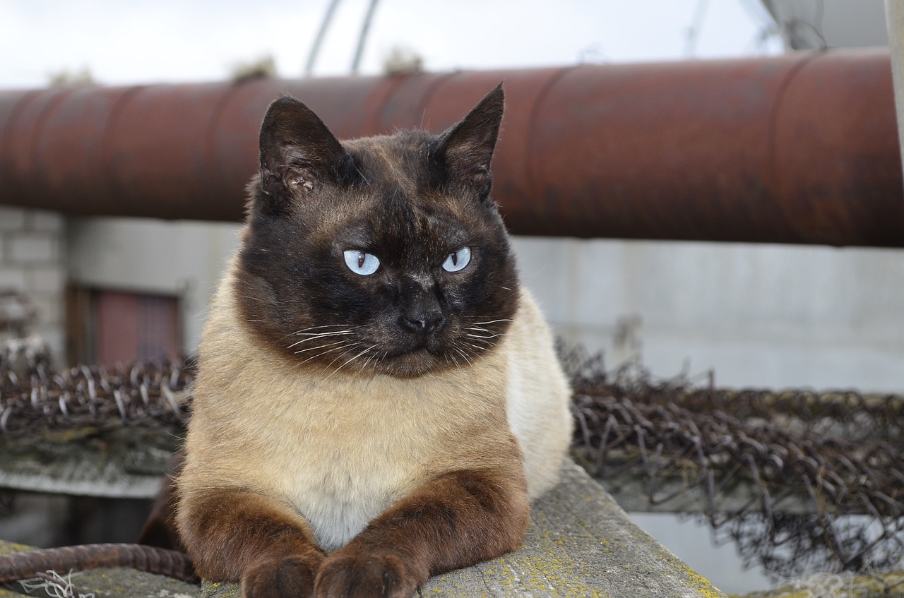 cat  siamese cat  the owner free photo