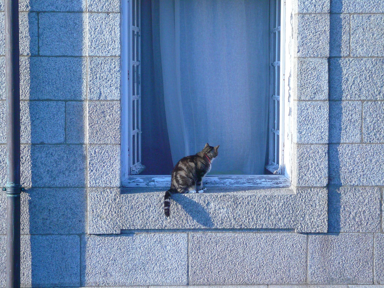 cat  window sill  pet free photo