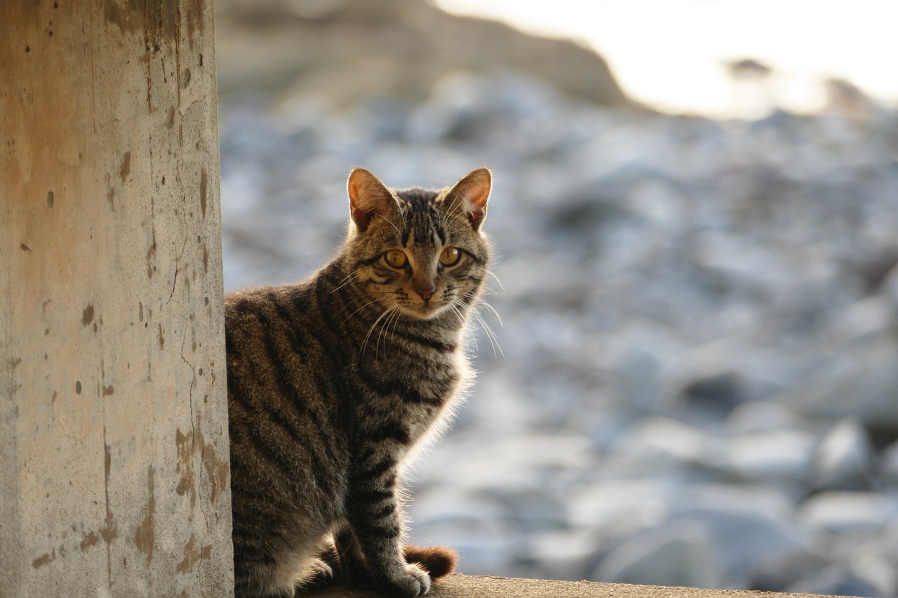 cat  sunset  animal free photo