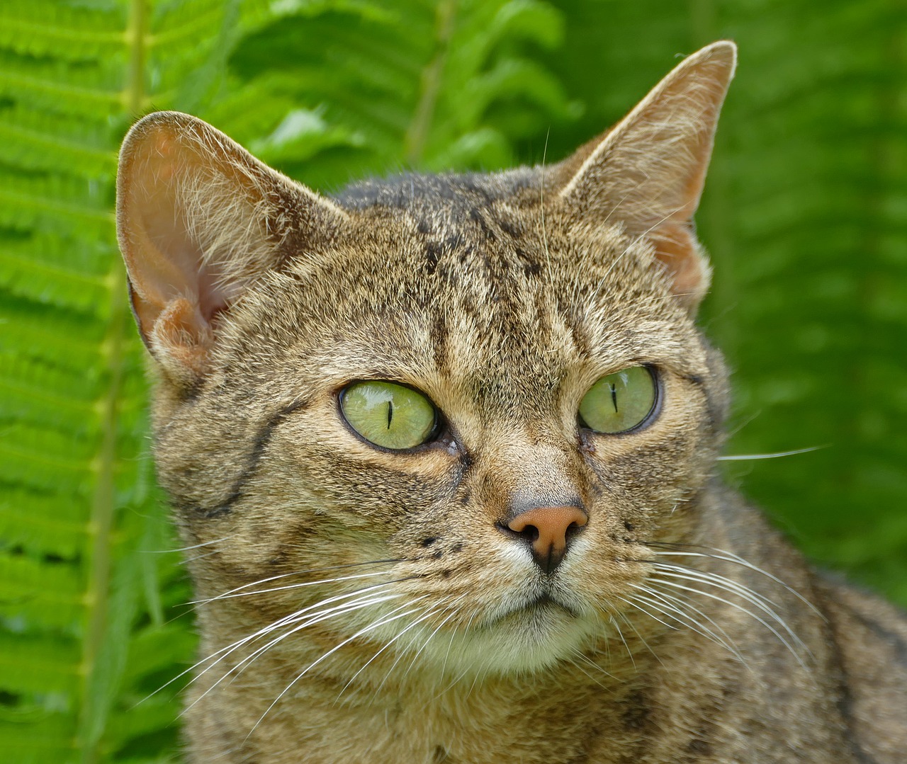 cat  domestic cat  mimic free photo