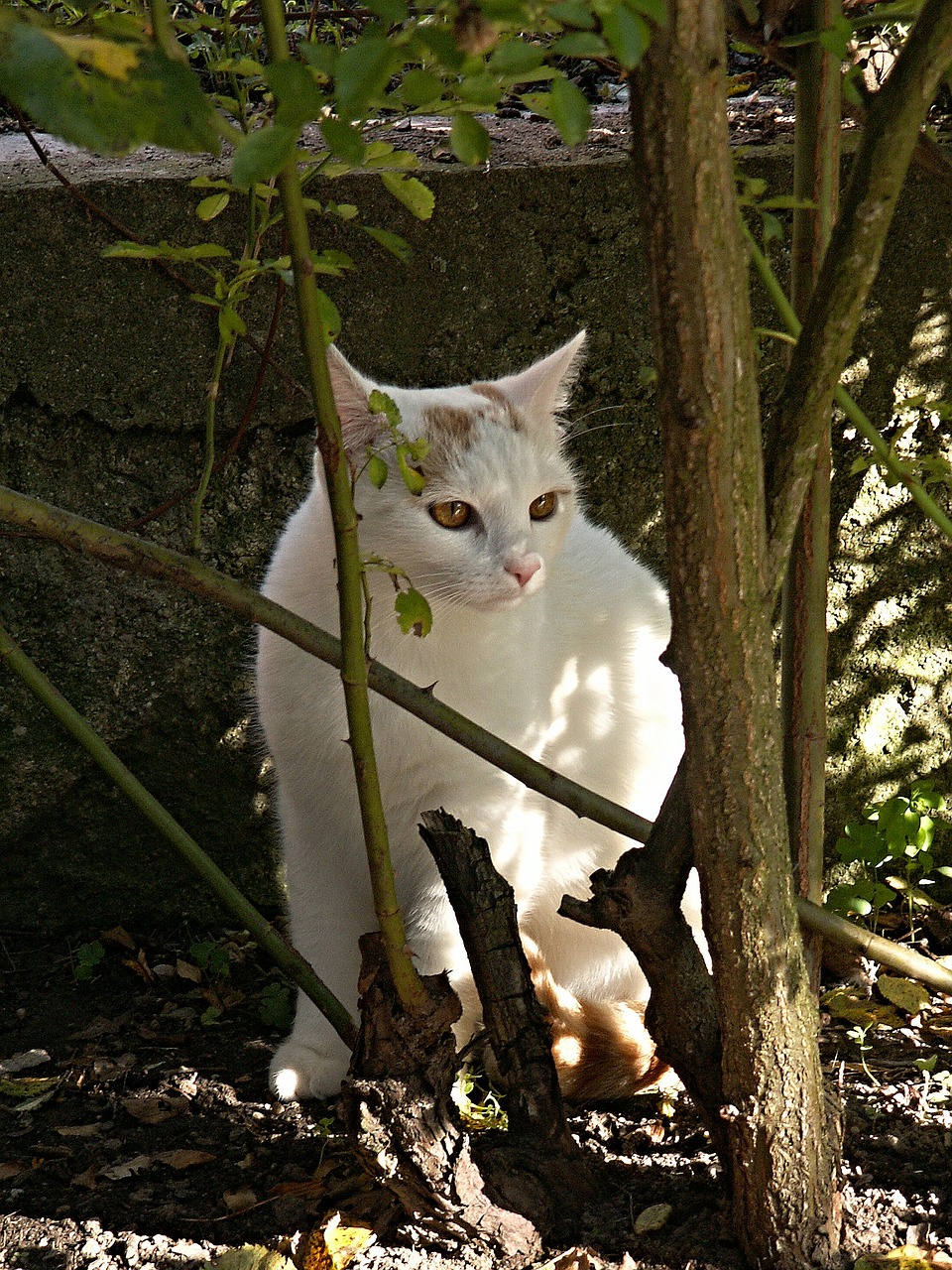 cat white hip free photo