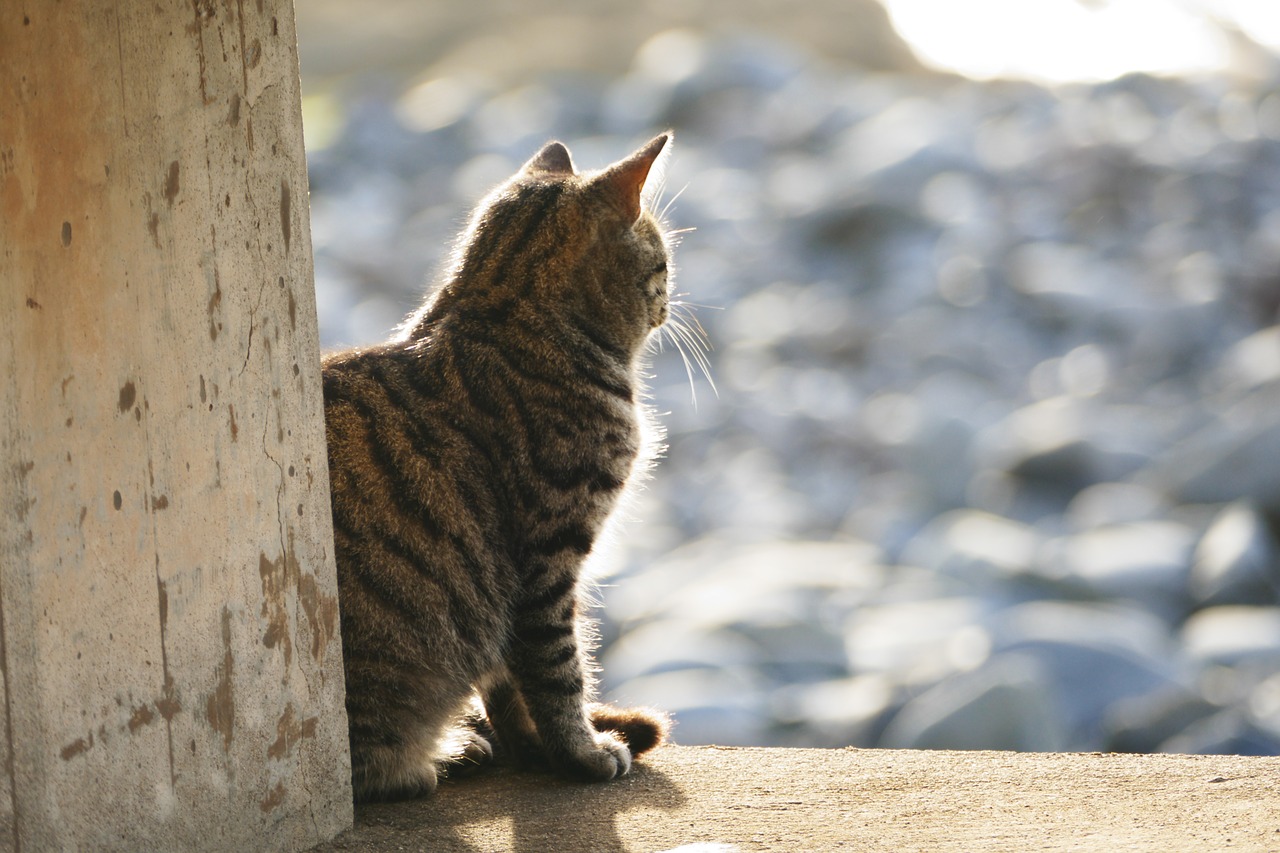 cat  light  evening light free photo