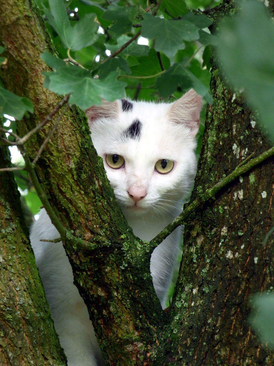 cat  white  animal free photo