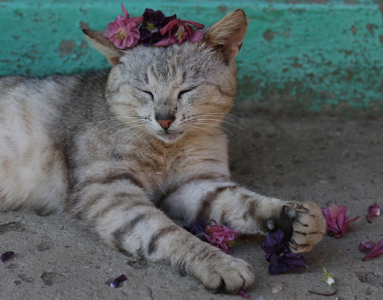 cat  flower  wreath free photo