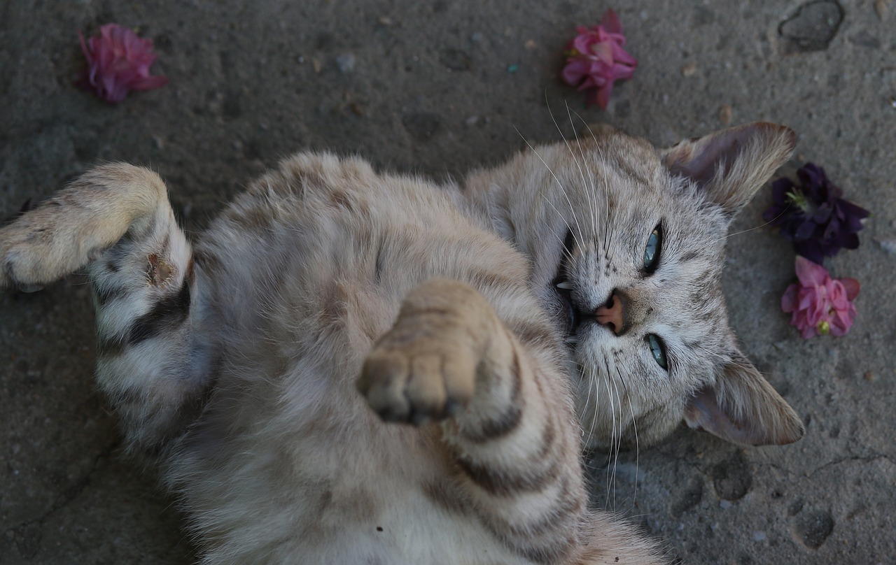 cat  flower  wreath free photo