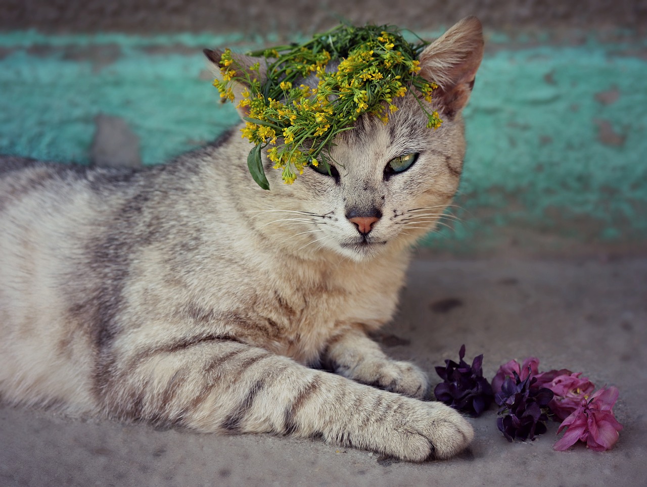 cat  flower  wreath free photo