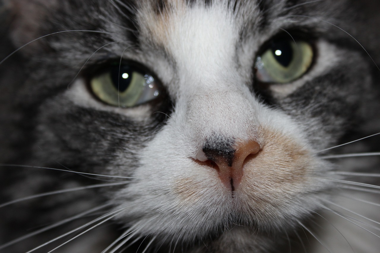 cat  hypnotic  eyes free photo