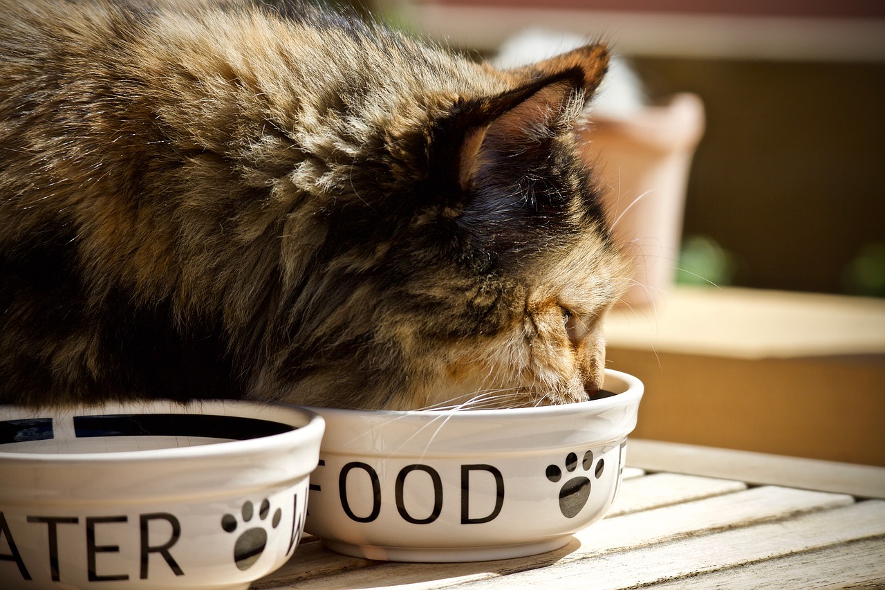 cat  feline  bowl for animals free photo