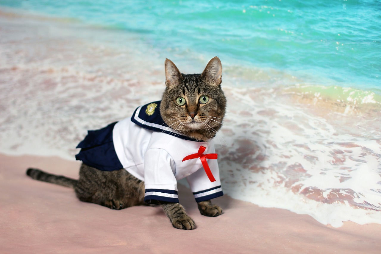 cat  sailor  sea free photo