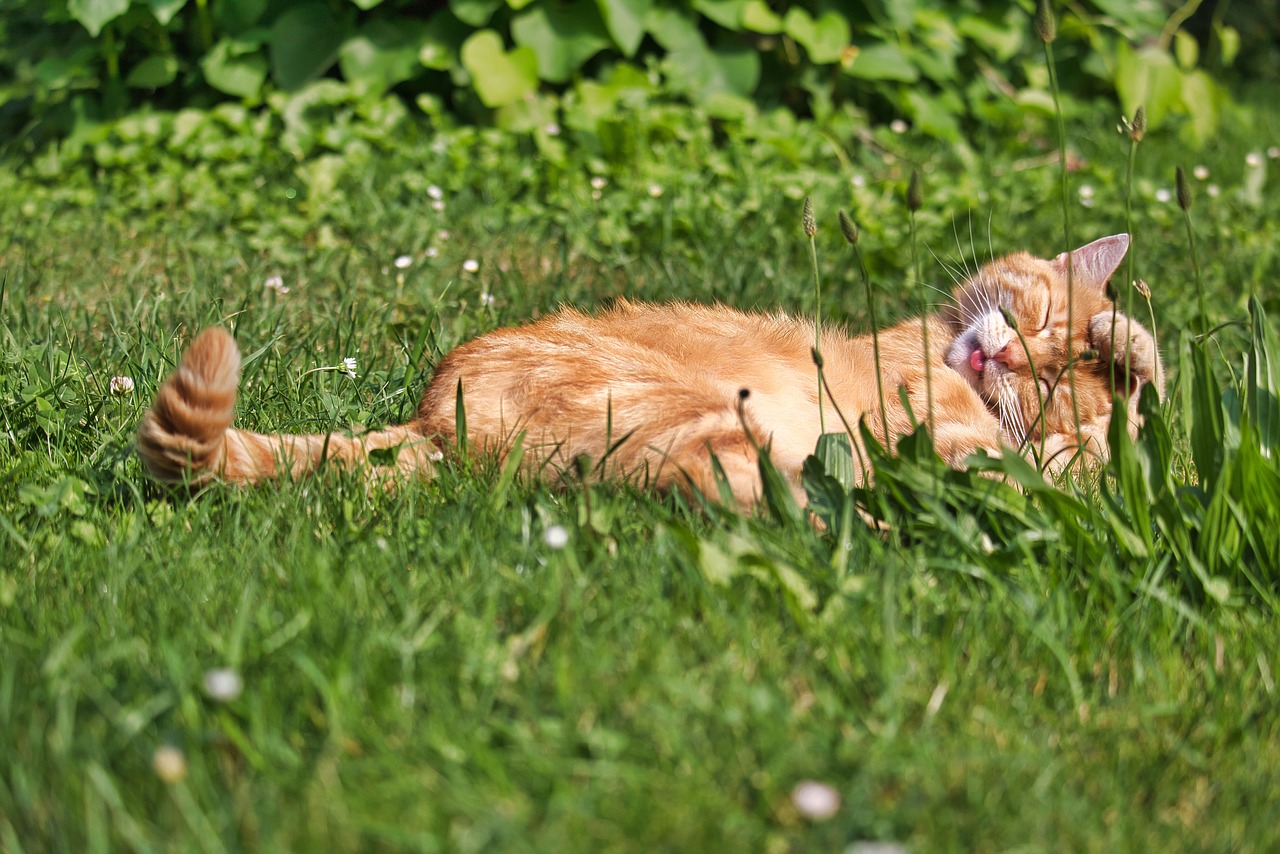 cat  red tomcat  domestic cat free photo