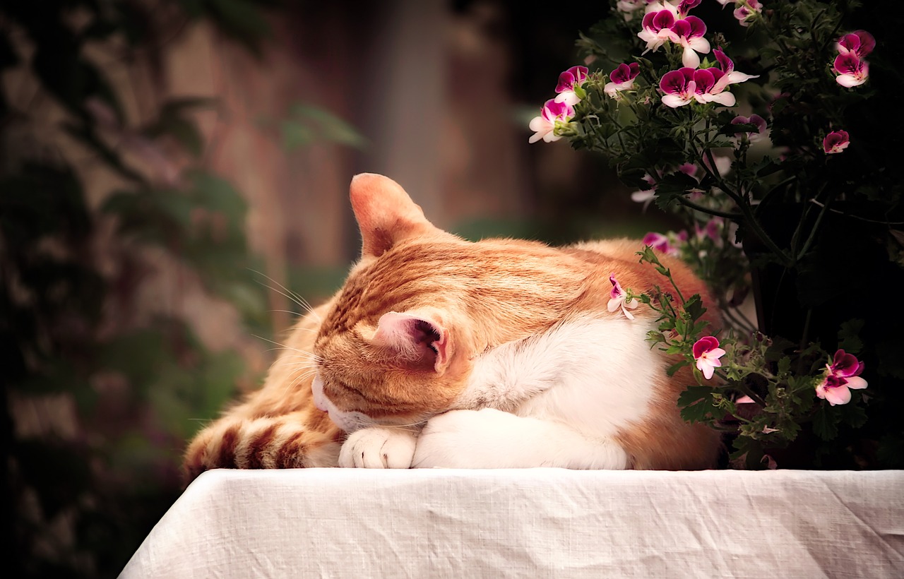 cat  sleep  flowers free photo