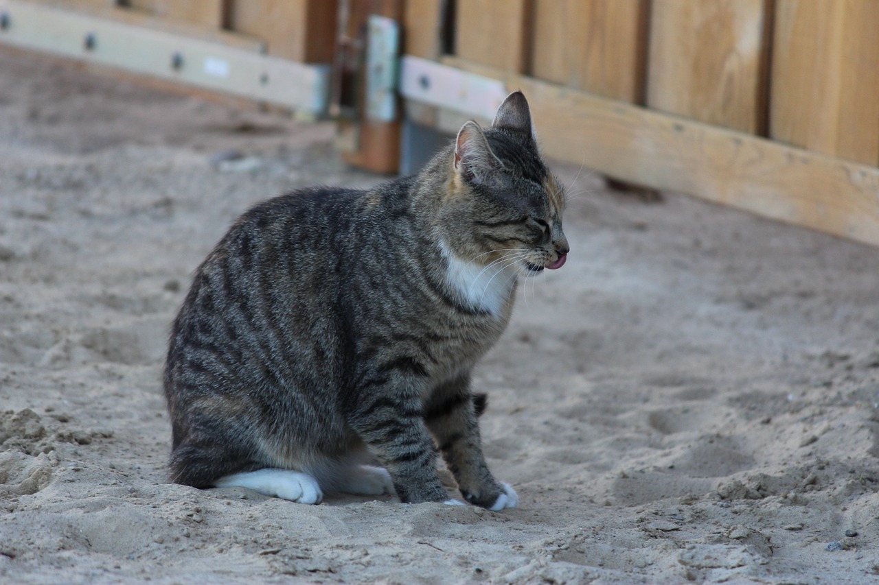 cat animal young cat free photo