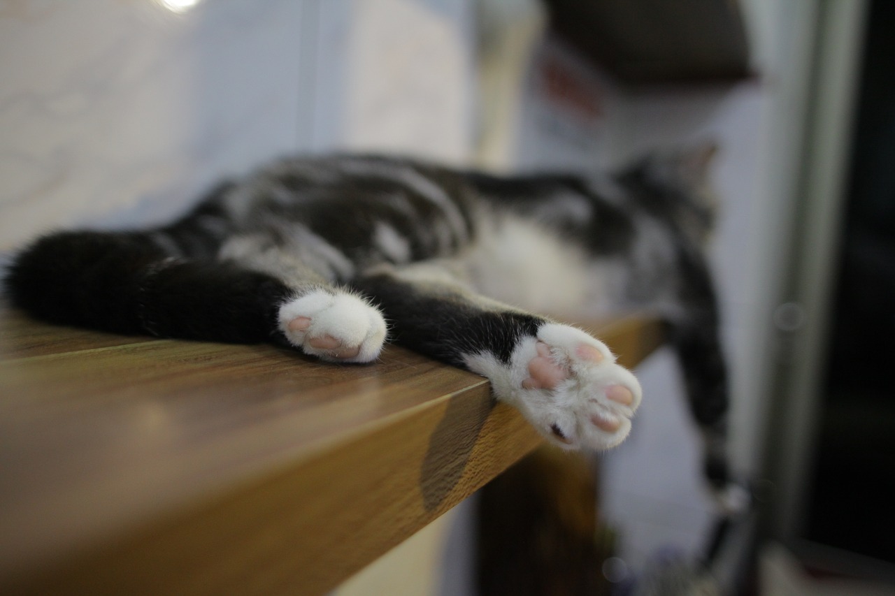 cat  foot  pet free photo